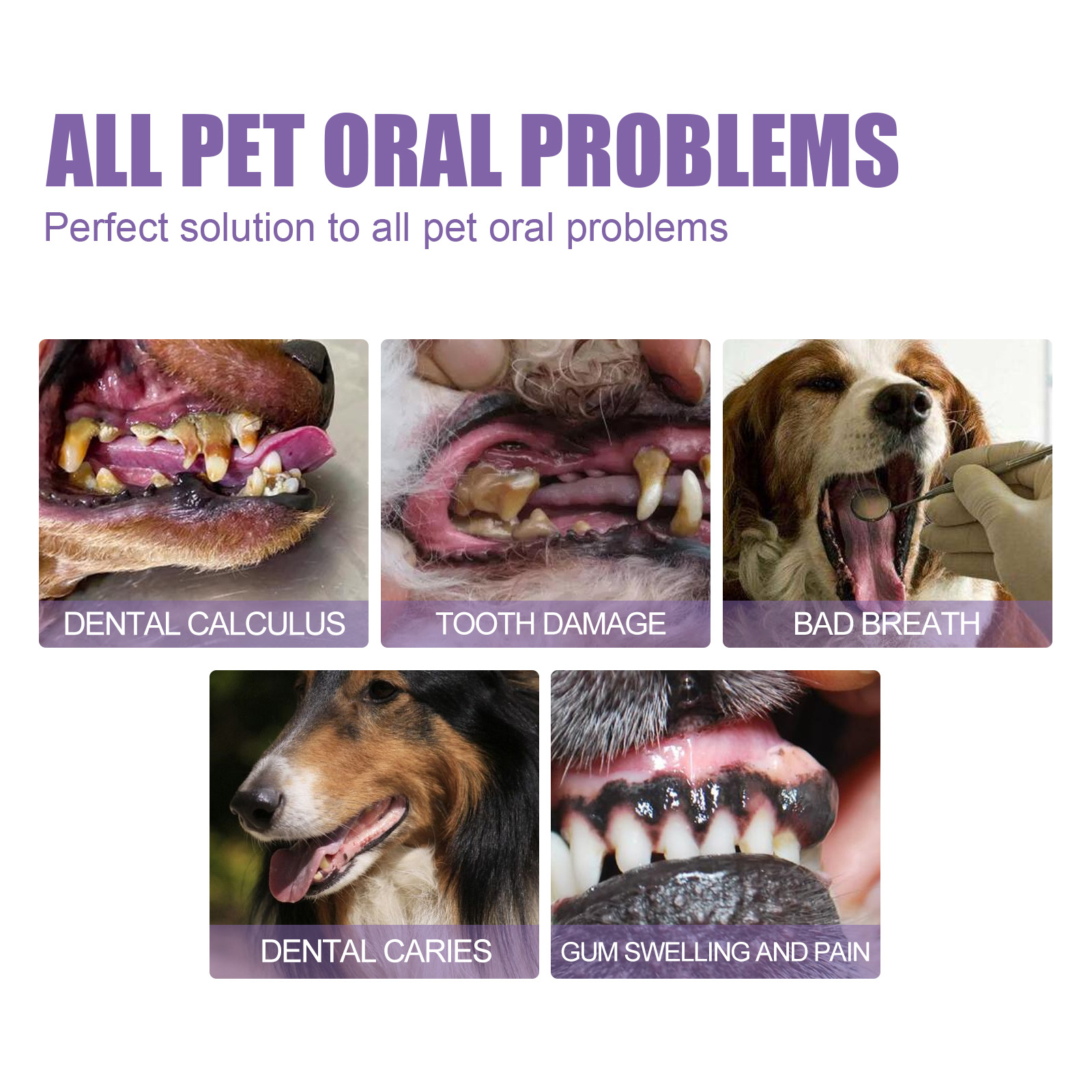Pet Oral Repair Gel Puppy Tart – Teeth Whitening Ai Bewertung und Preis