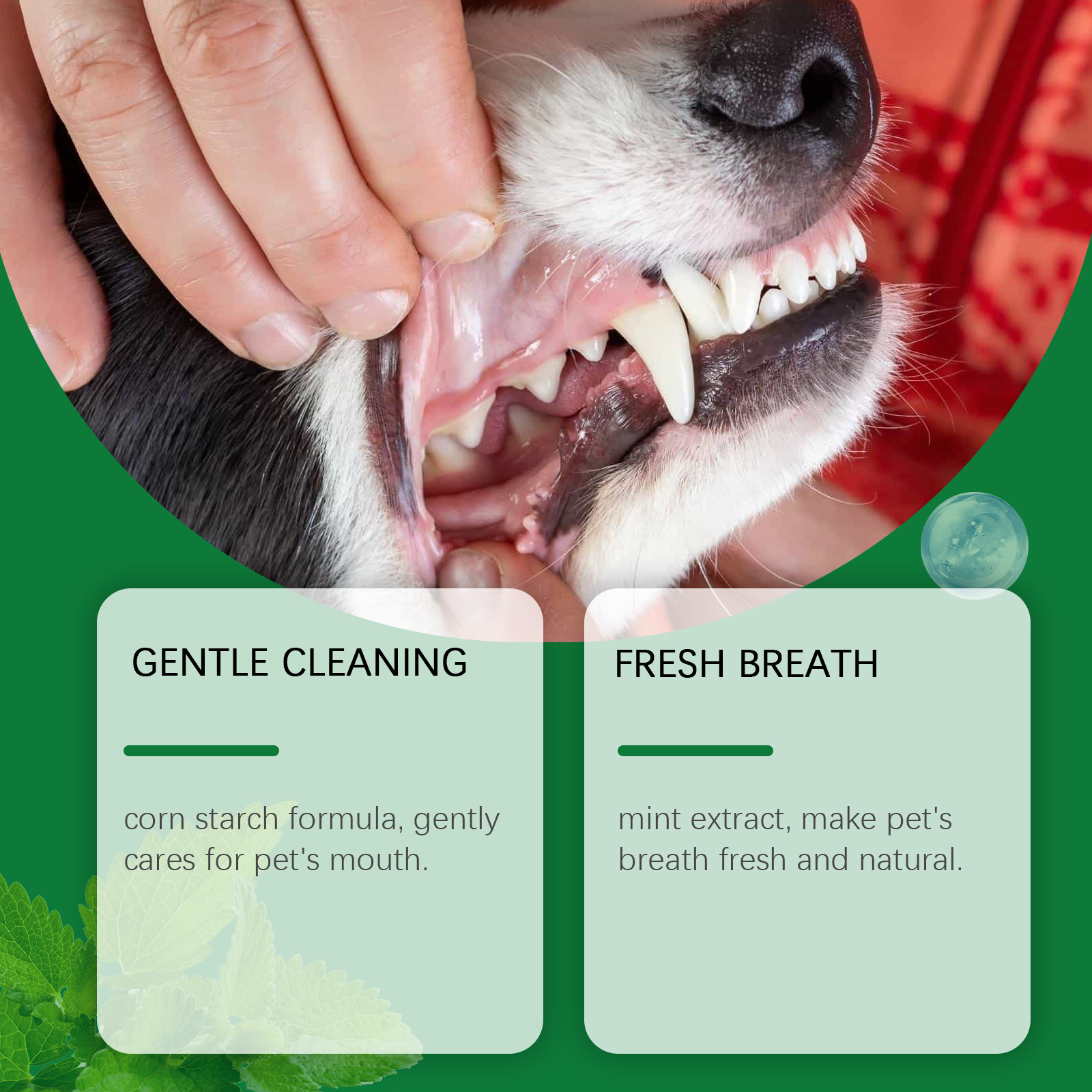 Pet Teeth Cleaning Powder Redu – Teeth Whitening China Bewertung und Preis