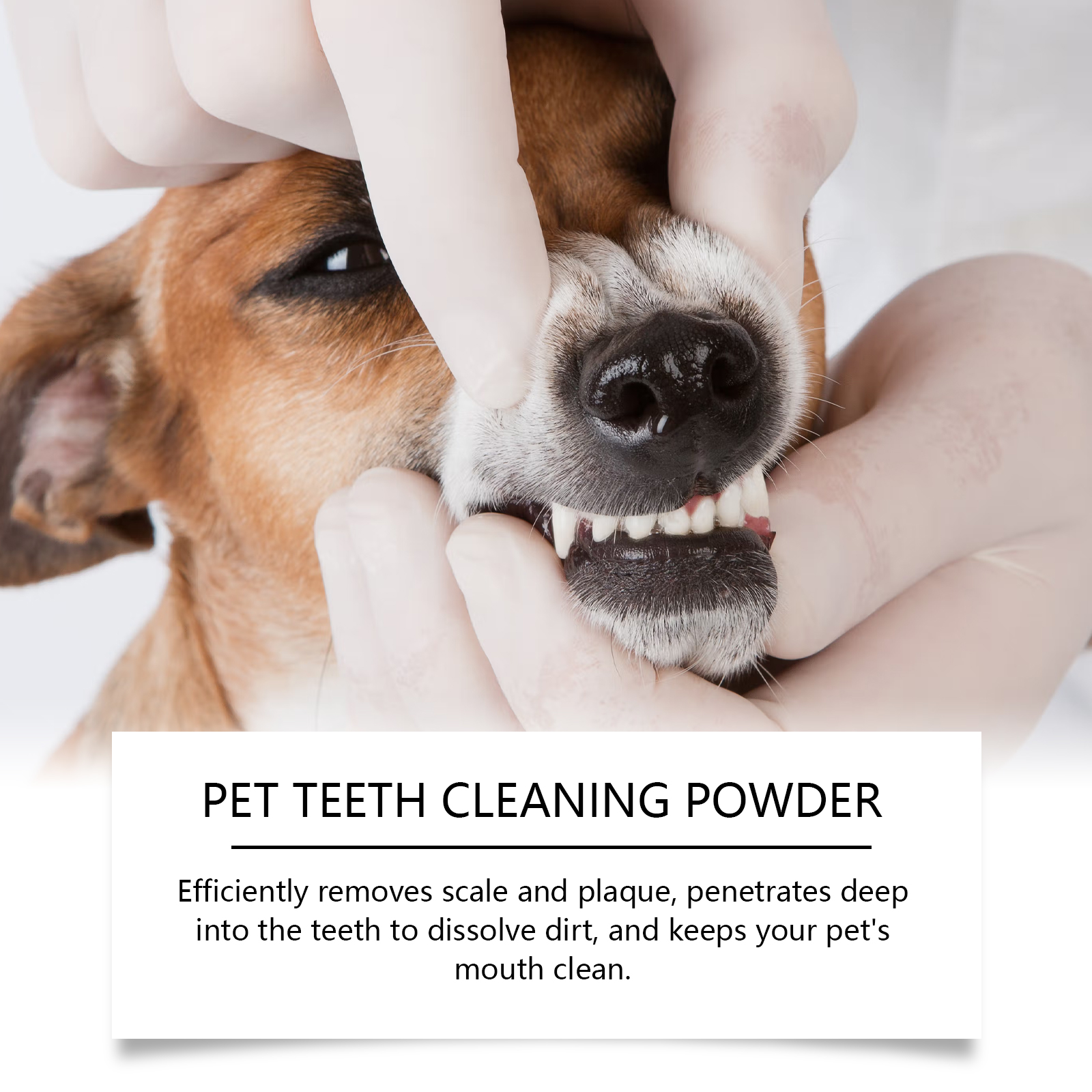 Pet Teeth Cleaning Powder Redu – Teeth Whitening China Bewertung und Preis